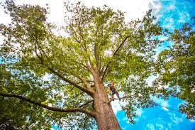 Reliable Lakeland, GA  Tree Services Solutions