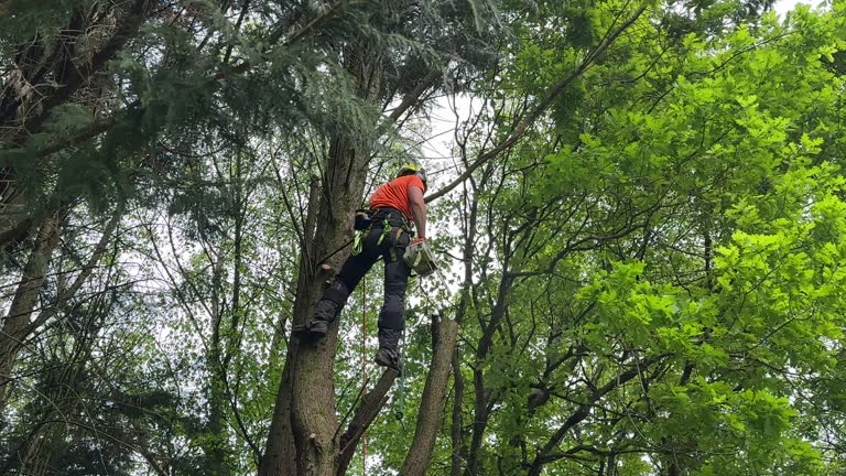 Best Tree Preservation Services  in Lakeland, GA