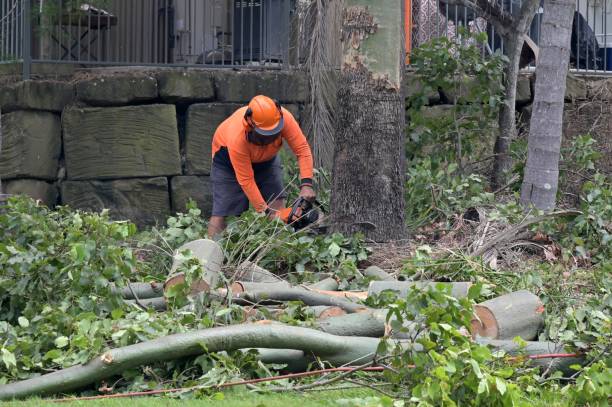 Best Emergency Tree Removal  in Lakeland, GA