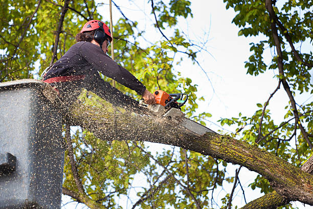 Best Weed Control  in Lakeland, GA