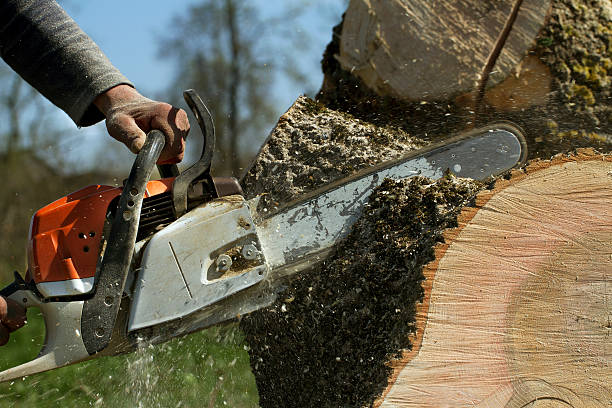 Best Storm Damage Tree Cleanup  in Lakeland, GA