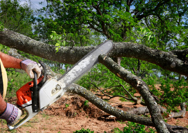 Landscape Design and Installation in Lakeland, GA