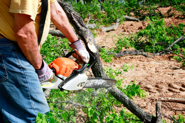 Best Fruit Tree Pruning  in Lakeland, GA